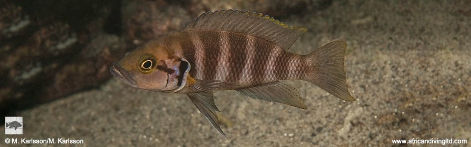 Neolamprologus savoryi 'Nkwasi Point'