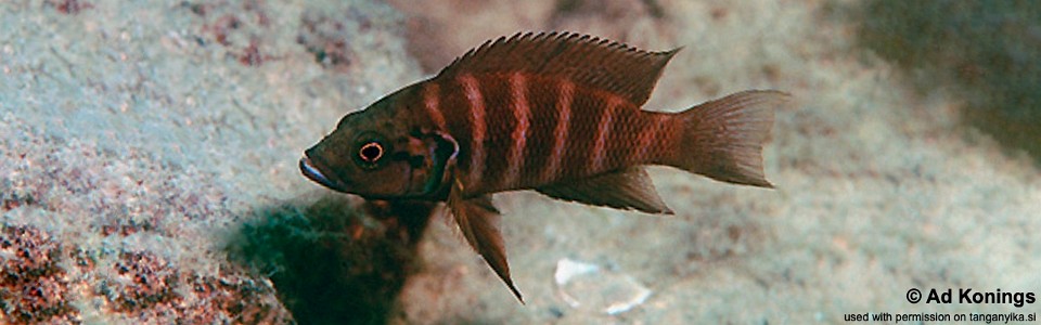 Neolamprologus savoryi 'Sumbu'