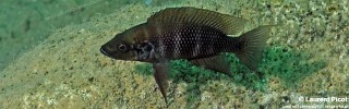 Neolamprologus savoryi 'Cape Kabogo'.jpg