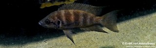 Neolamprologus savoryi 'Isanga'.jpg