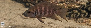 Neolamprologus savoryi 'Kapere'.jpg