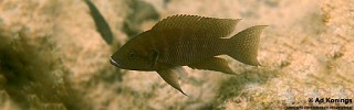 Neolamprologus savoryi 'Kasakalawe'.jpg