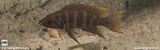 Neolamprologus savoryi 'Mlowa Point'.jpg