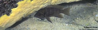 Neolamprologus savoryi 'Molwe'.jpg