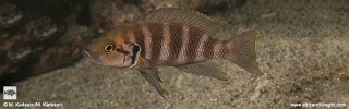 Neolamprologus savoryi 'Nkwasi Point'.jpg