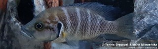 Neolamprologus savoryi 'Sibwesa'.jpg