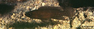 Neolamprologus schreyeni