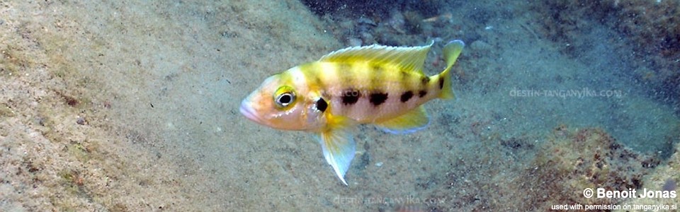 Neolamprologus sexfasciatus 'Cape Mpimbwe'