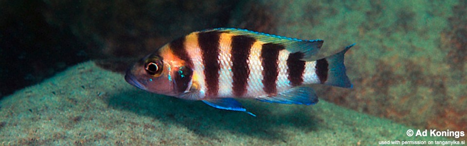 Neolamprologus sexfasciatus 'Cape Tembwe'