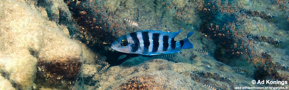 Neolamprologus sexfasciatus 'Chisanse'