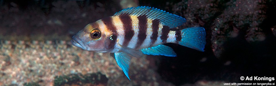 Neolamprologus sexfasciatus 'Fulwe Rocks'