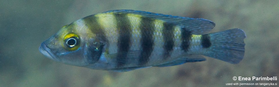 Neolamprologus sexfasciatus 'Izinga Island'