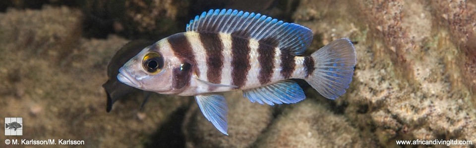 Neolamprologus sexfasciatus 'Kalepa Island'