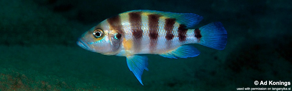 Neolamprologus sexfasciatus 'Kanoni'