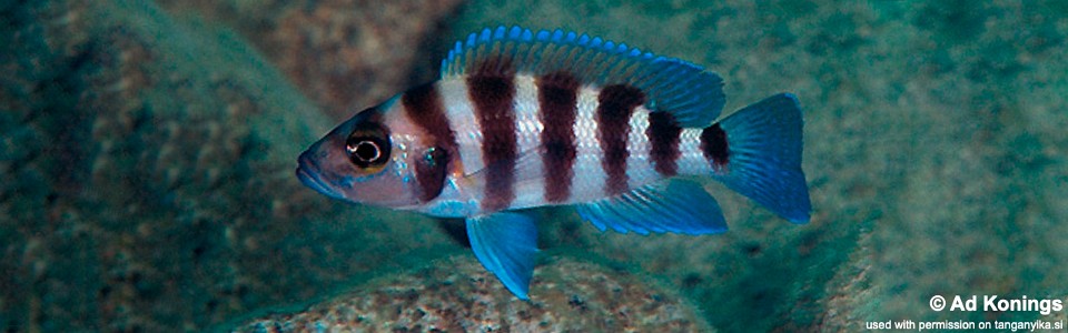 Neolamprologus sexfasciatus 'Kapampa'