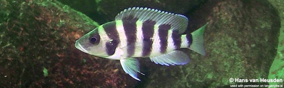 Neolamprologus sexfasciatus 'Kasanga'