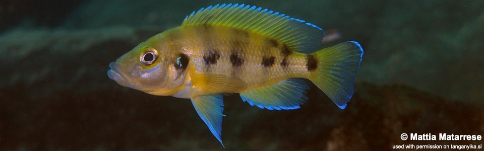 Neolamprologus sexfasciatus 'Kasongola'