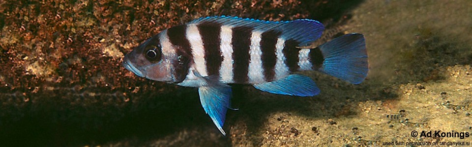 Neolamprologus sexfasciatus 'Katete'