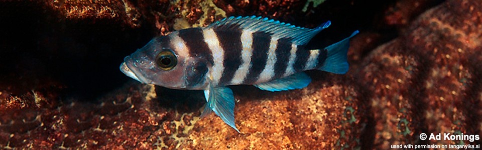 Neolamprologus sexfasciatus 'Katili'