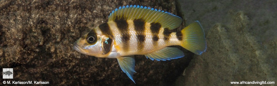 Neolamprologus sexfasciatus 'Katondo Point, Cape Mpimbwe'