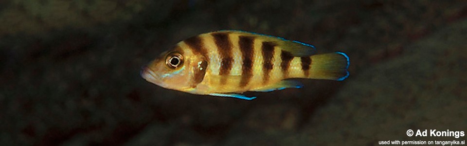 Neolamprologus sexfasciatus 'Kekese'