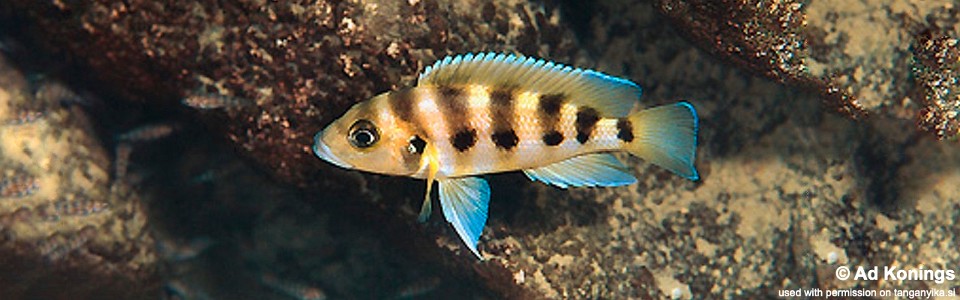 Neolamprologus sexfasciatus 'Kerenge Island'