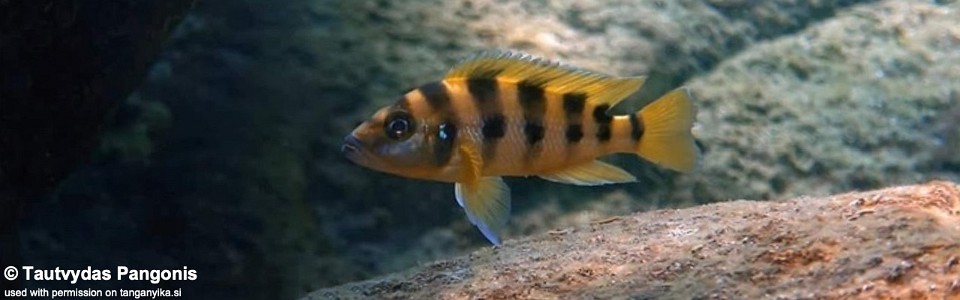 Neolamprologus sexfasciatus 'Kisambala'