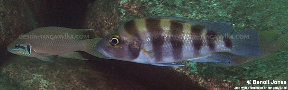 Neolamprologus sexfasciatus 'Mamalesa Island'