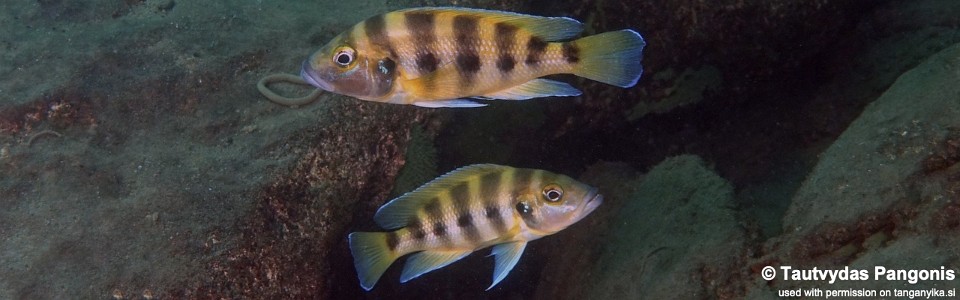 Neolamprologus sexfasciatus 'Mkangazi'