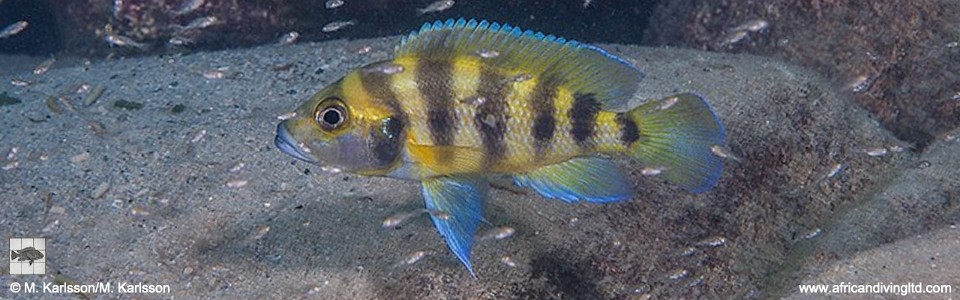 Neolamprologus sexfasciatus 'Mtosi Bay'