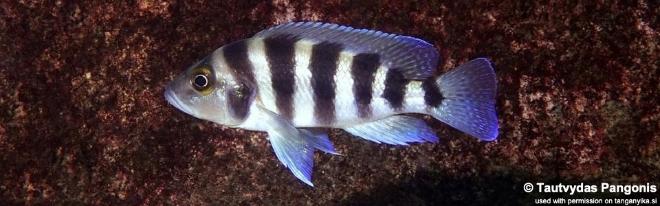 Neolamprologus sexfasciatus 'Muzi'