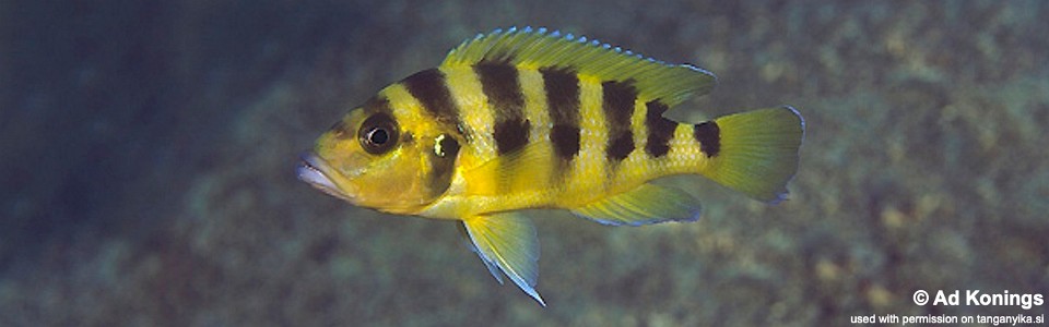 Neolamprologus sexfasciatus 'Nkondwe Island'