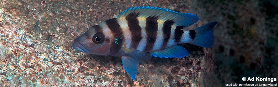 Neolamprologus sexfasciatus 'Tembwe (Deux)'