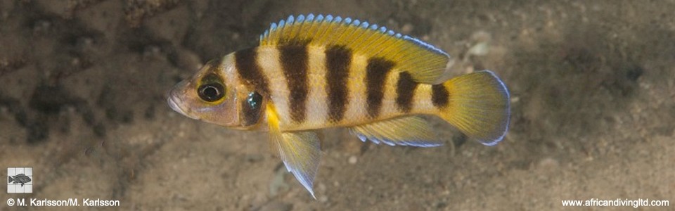 Neolamprologus sexfasciatus 'Udachi'