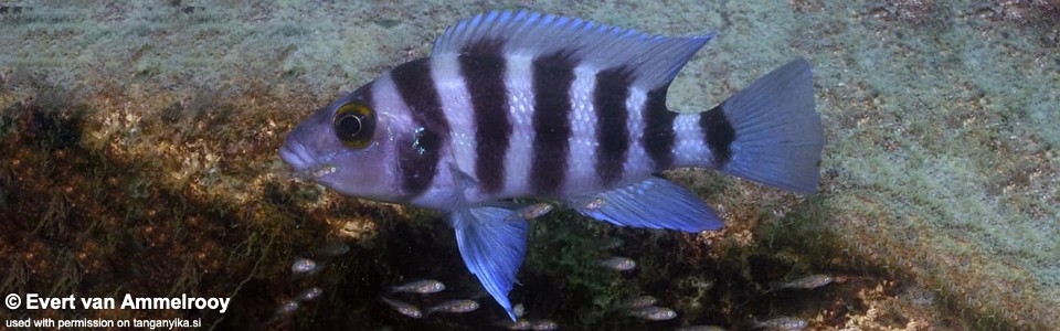 Neolamprologus sexfasciatus (Blue)