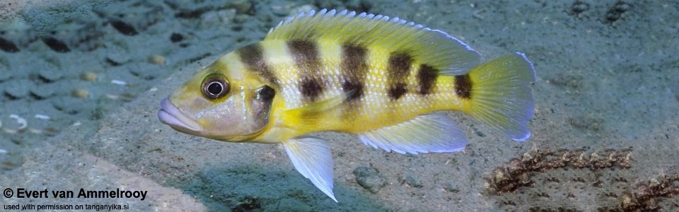 Neolamprologus sexfasciatus (Gold)