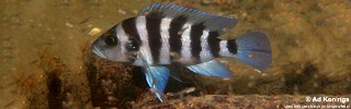 Neolamprologus sexfasciatus 'Cape Kachese'.jpg