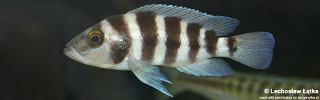 Neolamprologus sexfasciatus 'Chituta Bay'.jpg