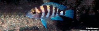 Neolamprologus sexfasciatus 'Fulwe Rocks'.jpg