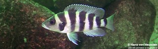 Neolamprologus sexfasciatus 'Kasanga'.jpg