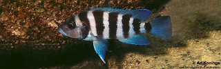 Neolamprologus sexfasciatus 'Katete'.jpg