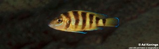 Neolamprologus sexfasciatus 'Kekese'.jpg