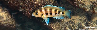 Neolamprologus sexfasciatus 'Kerenge Island'.jpg