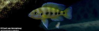 Neolamprologus sexfasciatus 'Kipili'.jpg