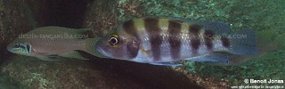 Neolamprologus sexfasciatus 'Mamalesa Island'.jpg