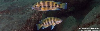 Neolamprologus sexfasciatus 'Mkangazi'.jpg