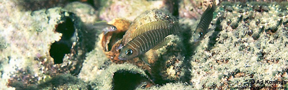 Neolamprologus similis 'Cape Tembwe'