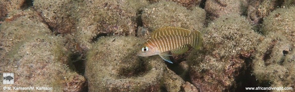 Neolamprologus similis 'Lyamembe'