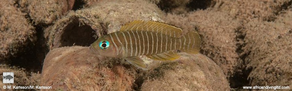 Neolamprologus similis 'Segunga'