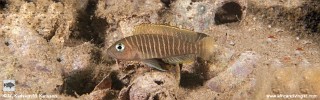 Neolamprologus similis 'Karilani Island'.jpg